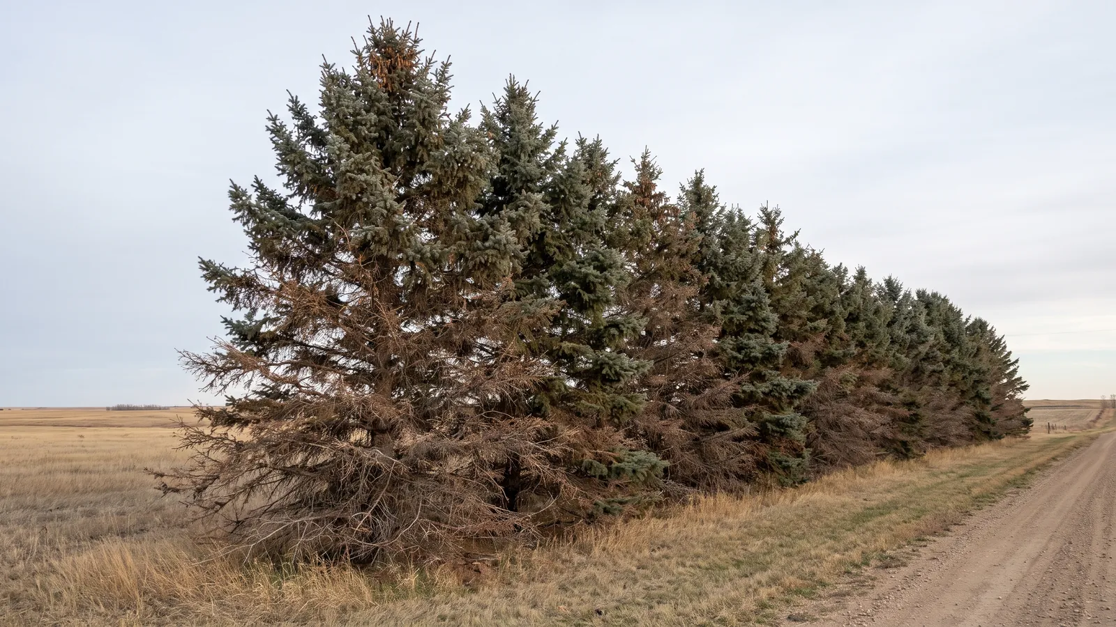 Row of Colorado spruce in a windbreak with dead brown lower branches from Cytospora canker on a South Dakota acreage